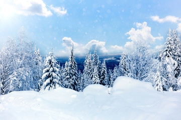 Winter forest against mountains