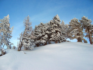 Obraz premium Mountain and snowy forest