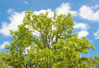 green leaves from the trees under a bright blue sky background / bright tree with blue sky and cloud.