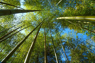 Haute forêt de bambous