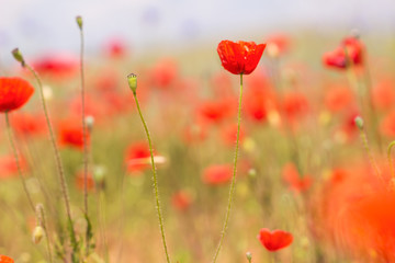 Early spring poppy flowers,blurred background / flower blurry background