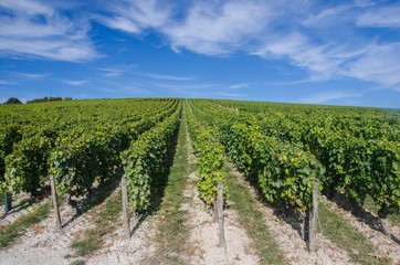 Vineyard in fall in the Loire Valley