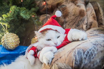Obraz premium funny cat dressed in a Christmas hat on the background of Christmas trees and garlands