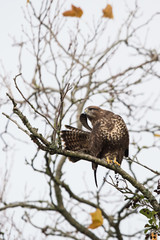 Common Buzzard, Buzzards, Buteo buteo