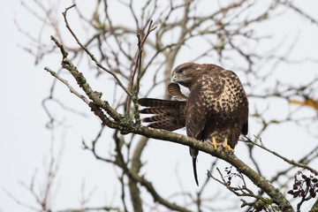 Common Buzzard, Buzzards, Buteo buteo