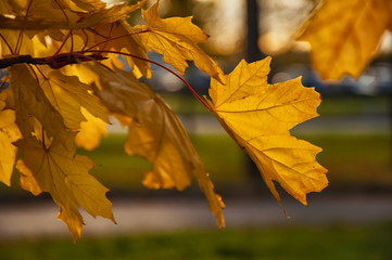 Autumn sketches from the yellow leaves of different trees