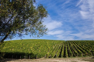 Obraz premium Vine rows aligned on a hill in Loire valley