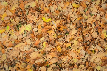 fond d'écran feuilles d'automne