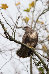 Common Buzzard, Buzzards, Buteo buteo