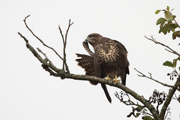 Common Buzzard, Buzzards, Buteo buteo
