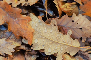 fond d'écran nature d'automne