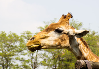 giraffe