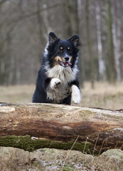 Obraz premium outdoor australian shepherd portrait