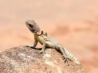 Madagascan collared iguana Oplurus cuvieri in its natural environment