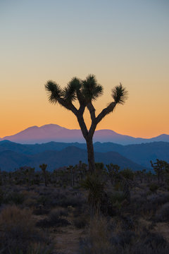 Joshua Tree