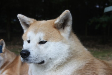 Onze Akita Inu genaamd Osamu