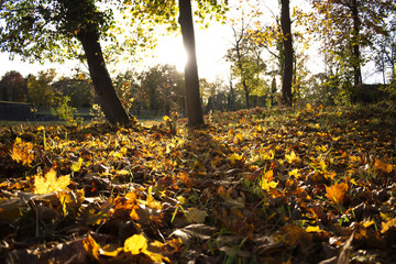 Lit de feuille d'automne