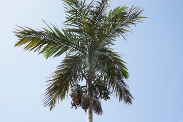 .......Palme, Dattelpalme, Portugal, Madeira, tropischer Garten