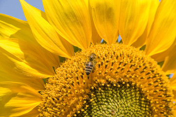 helianthus Anthophila 