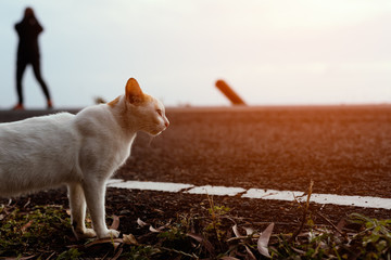 The cat standing beside the road with sunlight evening.
