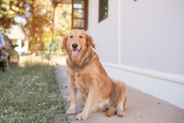 Dog sitting  near homes and cars background.