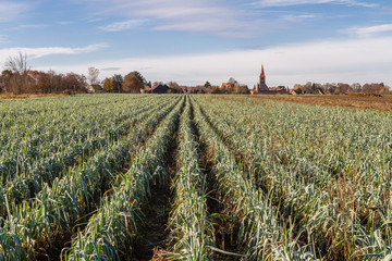 Farm land with green onions growing and a small German village w