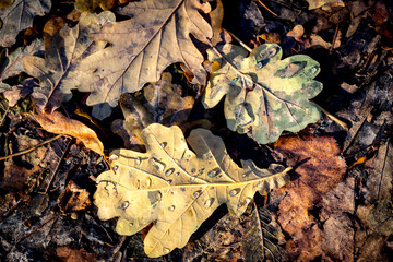 oaks autumn leafs with water drops
