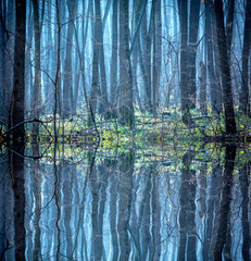 Foggy landscape in the forest