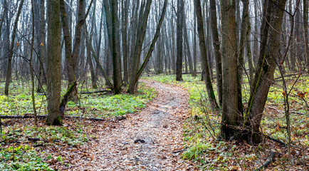 autumn leafless forest