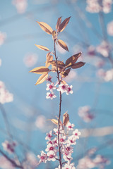 Beautiful Cherry Blossom  or Sakura flower on nature background,