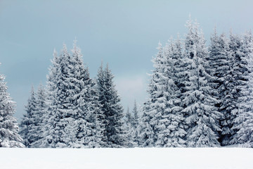 Fototapeta premium Mountain winter forest