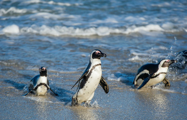 African penguin ( Spheniscus demersus)