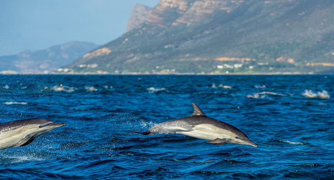 Dolphins, swimming in the ocean and hunting for fish. The jumping dolphins comes up from water. The Long-beaked common dolphin (scientific name: Delphinus capensis) swim in atlantic ocean.