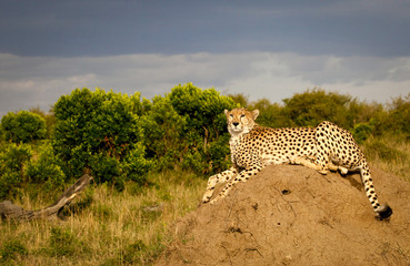 A beautiful cheetah lies draped across a termite mound relaxing in a stark Kenyan wilderness