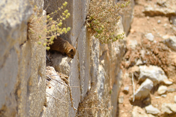 Syrian rock hyrax