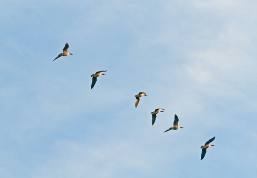 Geese flying in  chain one after another.
