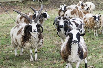 A herd of domestic Jacob sheep (Ovis aries) with spectacular horns in a meadow.
