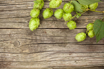 Fresh green hops