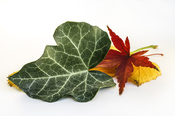 Green Leaf and Dry Leaf of Japanese Maple and other Leaves