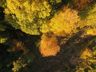 black forest at autumn