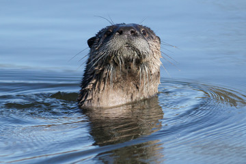 Fototapeta premium North American river otter swimming