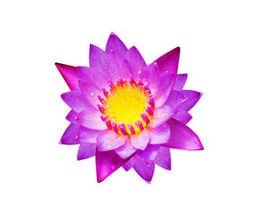 Purple water lily flower (lotus) isolate