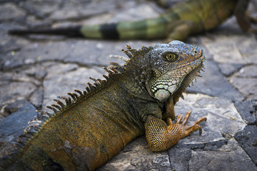 Iguana in a park in Guayaquil in Ecuador, South America