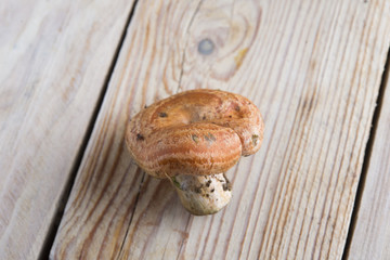 Mushrooms Rovellon