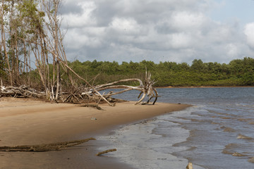 La force de la nature déposant des arbres entiers sur les rives du fleuve Kourou lors de grosses...