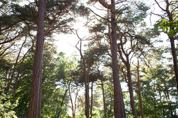 Fototapeta premium Wald