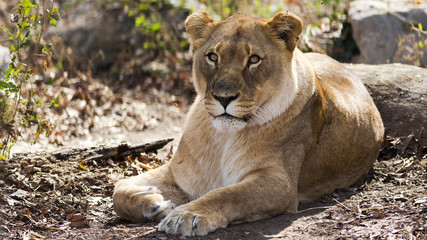 Naklejka na ściany i meble Female African lion resting 