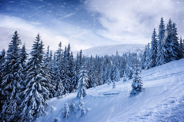 Fototapeta na wymiar trees covered by snow on mountaine hill. natural winter background