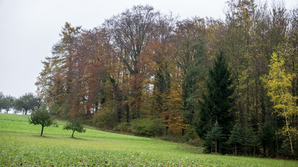 Bäume im Herbst