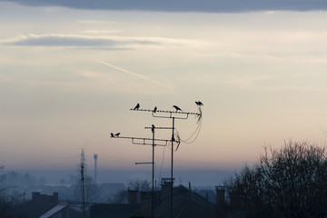Birds on the antennas at sunrise